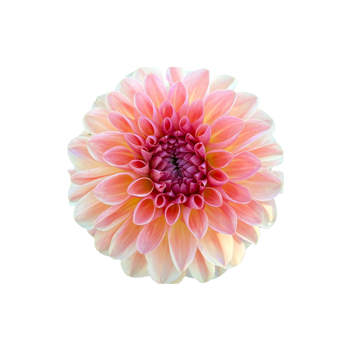 9 Dahlia ‘Sebastian’