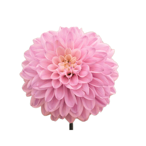 9 Dahlia Espacio