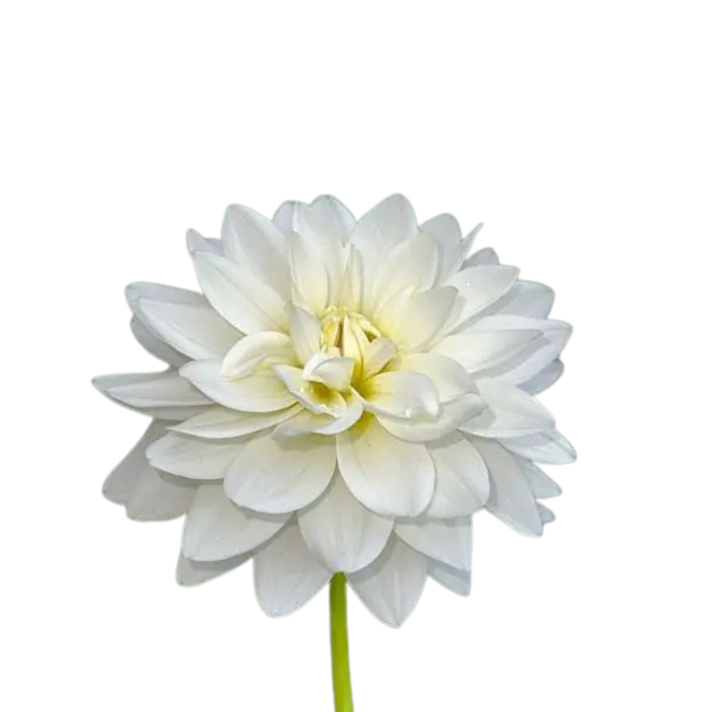 9 Dahlia Karma Maa Awaan