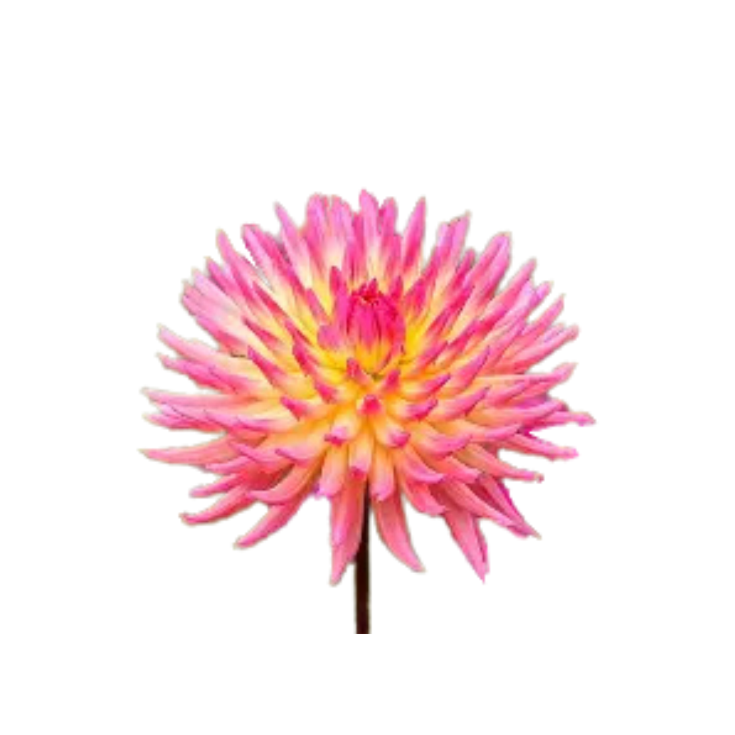 9 Dahlia Karma Sangria