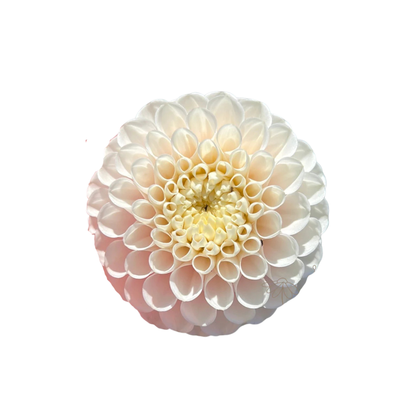 9 Dahlia Light Wizard