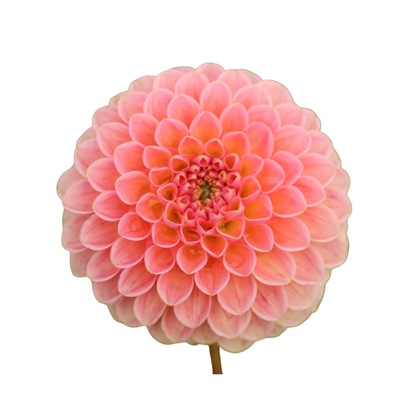 9 Dahlia Linda’s Baby