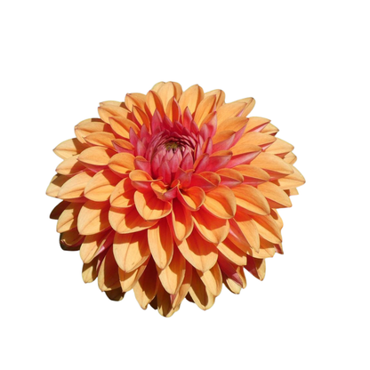 9 Dahlia Love of My Life