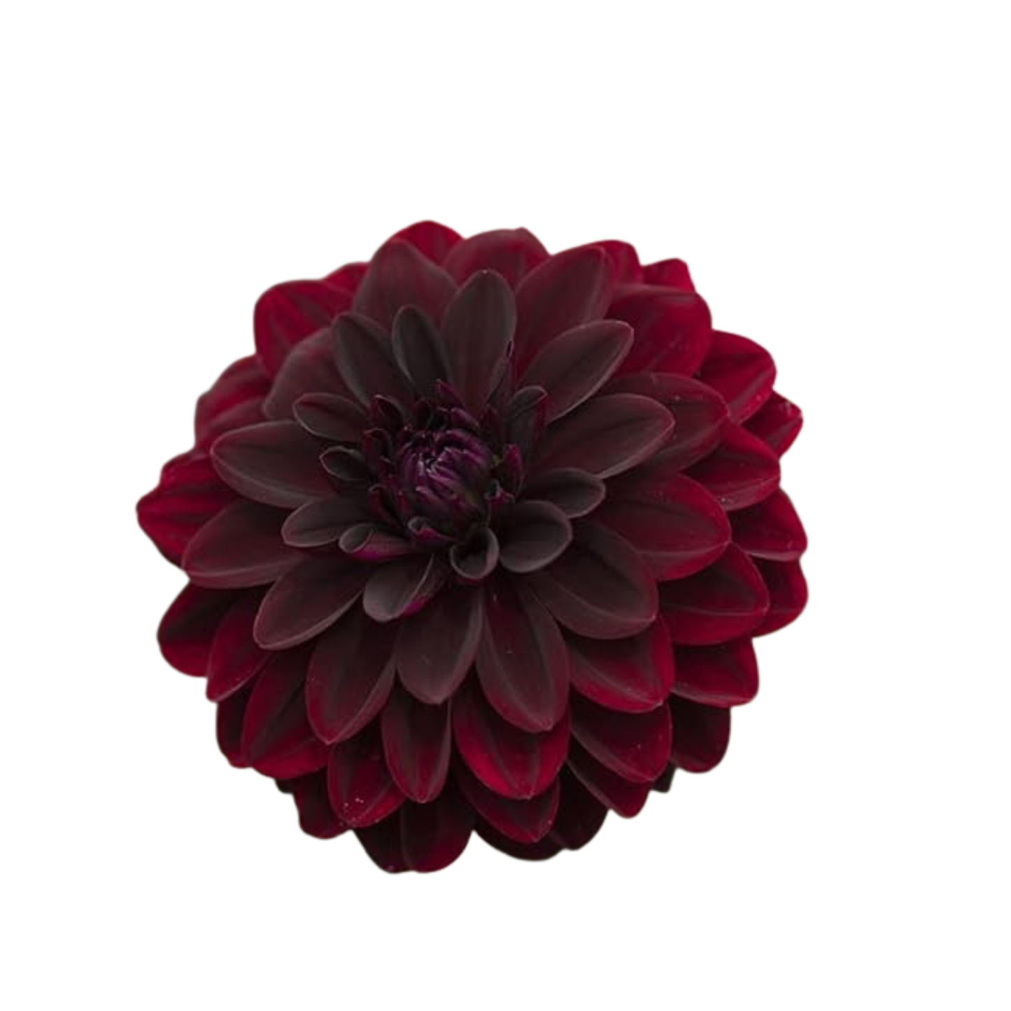 9 Dahlia Manoa