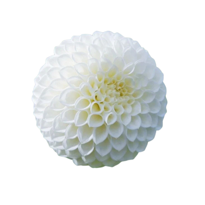 9 Dahlia Reycroft Jan