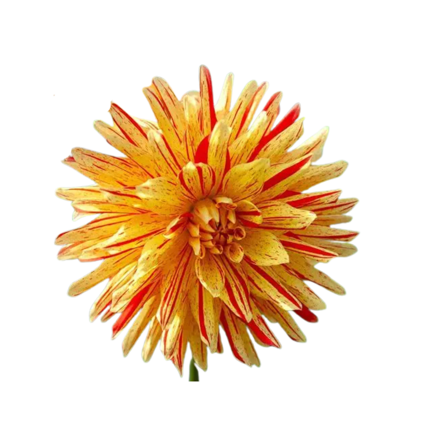 9 Dahlia Striped Vulcan’