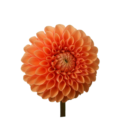 9 Dahlia Sylvia