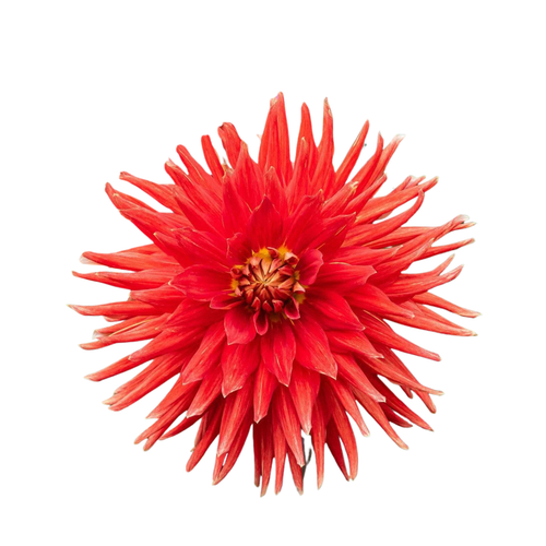 9 Dahlia Vulcan