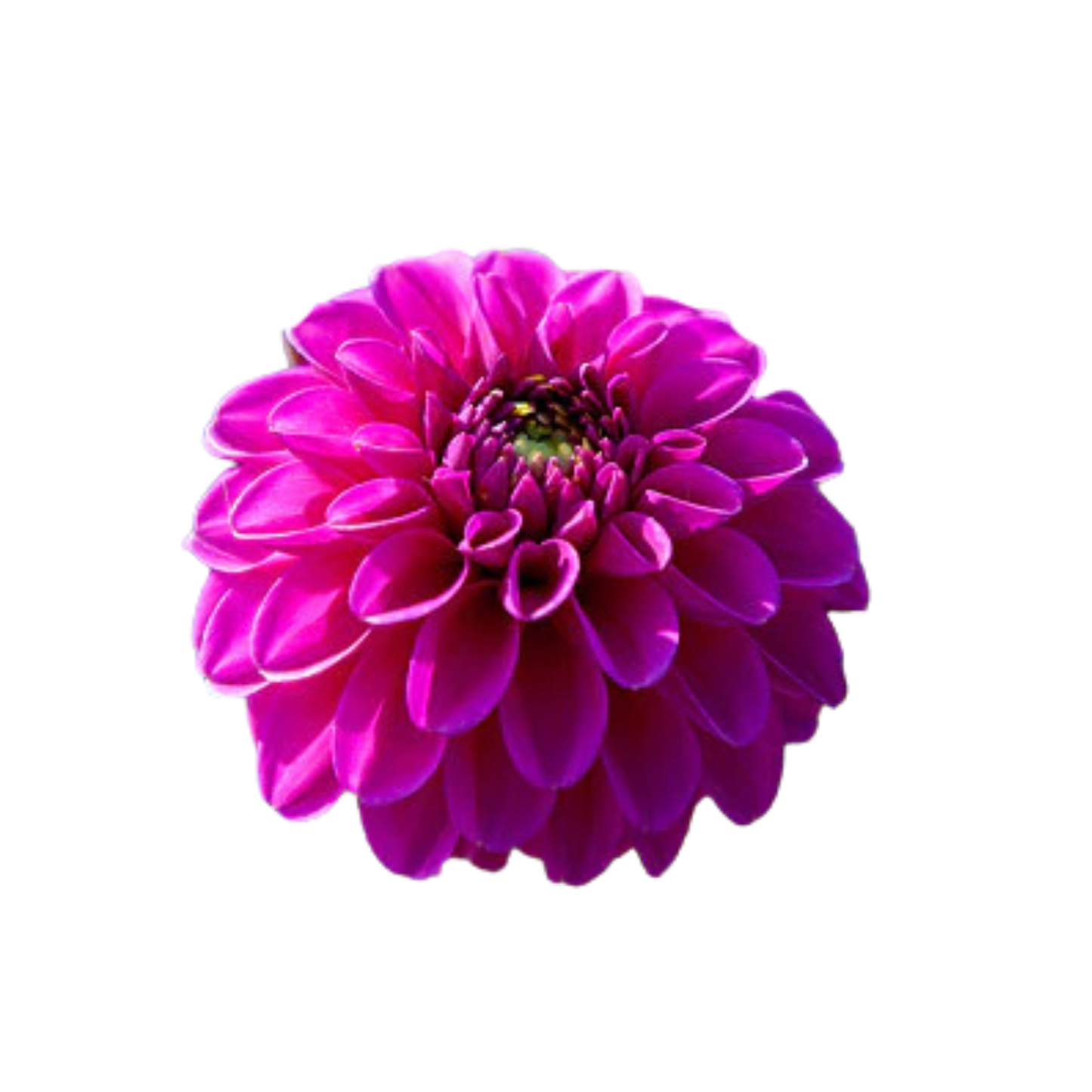 9 Dahlia Ball Purple Fox