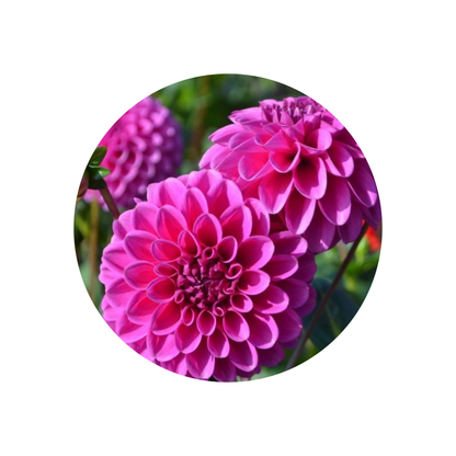 9 Dahlia Ball Purple Fox