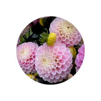 9 Dahlia ‘Ball Wizz of Oz’