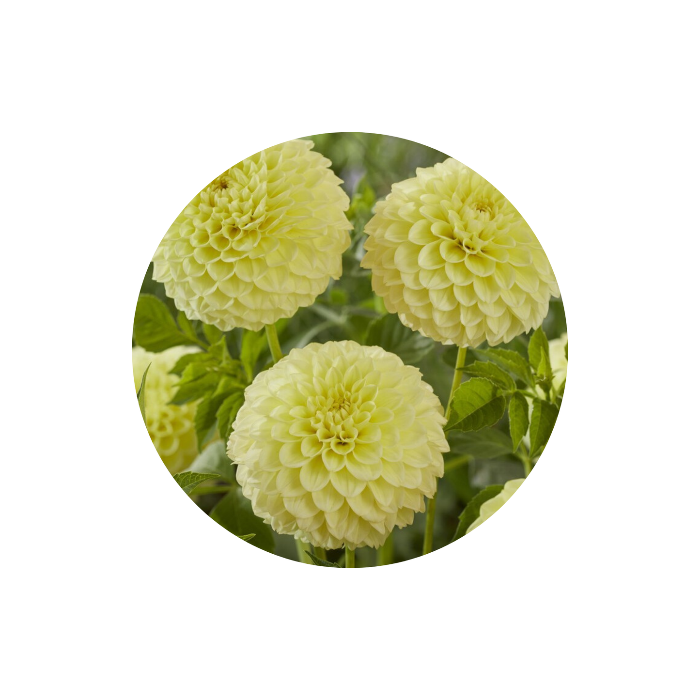 9 Dahlia Banana Baby’