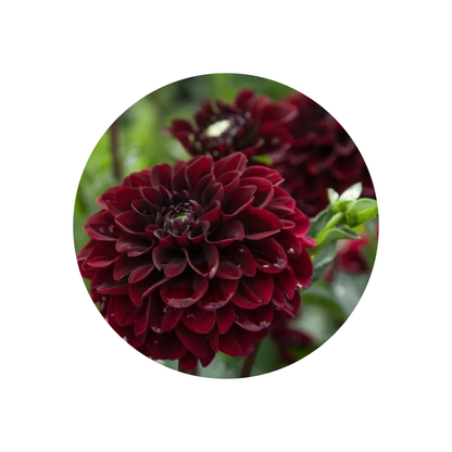 9 Dahlia Black Fox