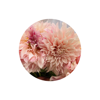 9 Dahlia Café au Lait