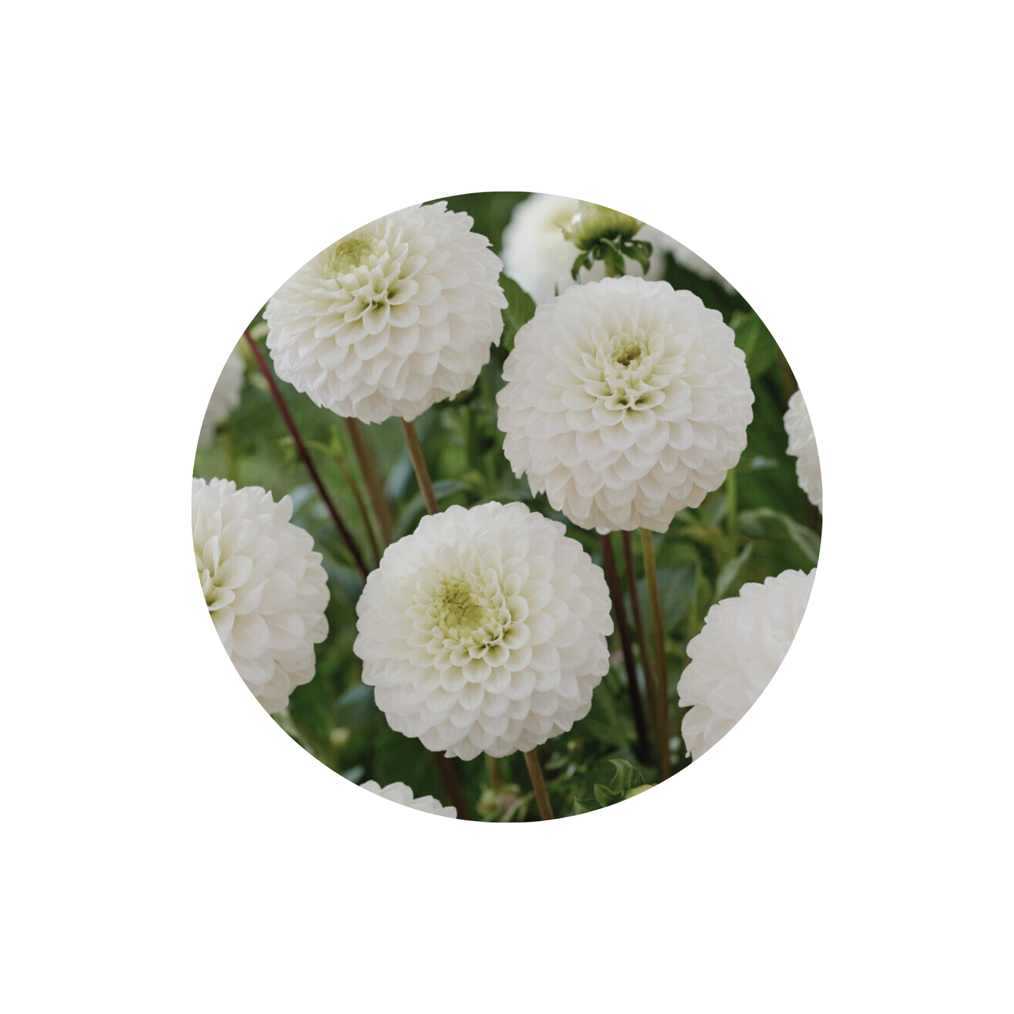 9 Dahlia Caro
