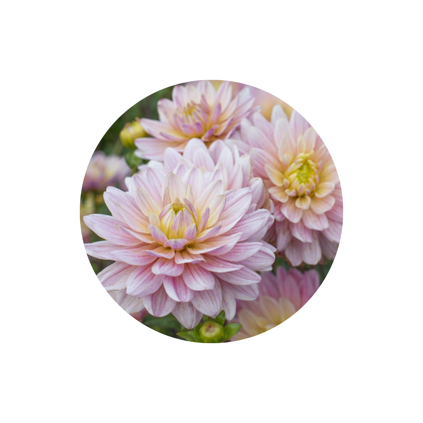 9 Dahlia Pink Magic’