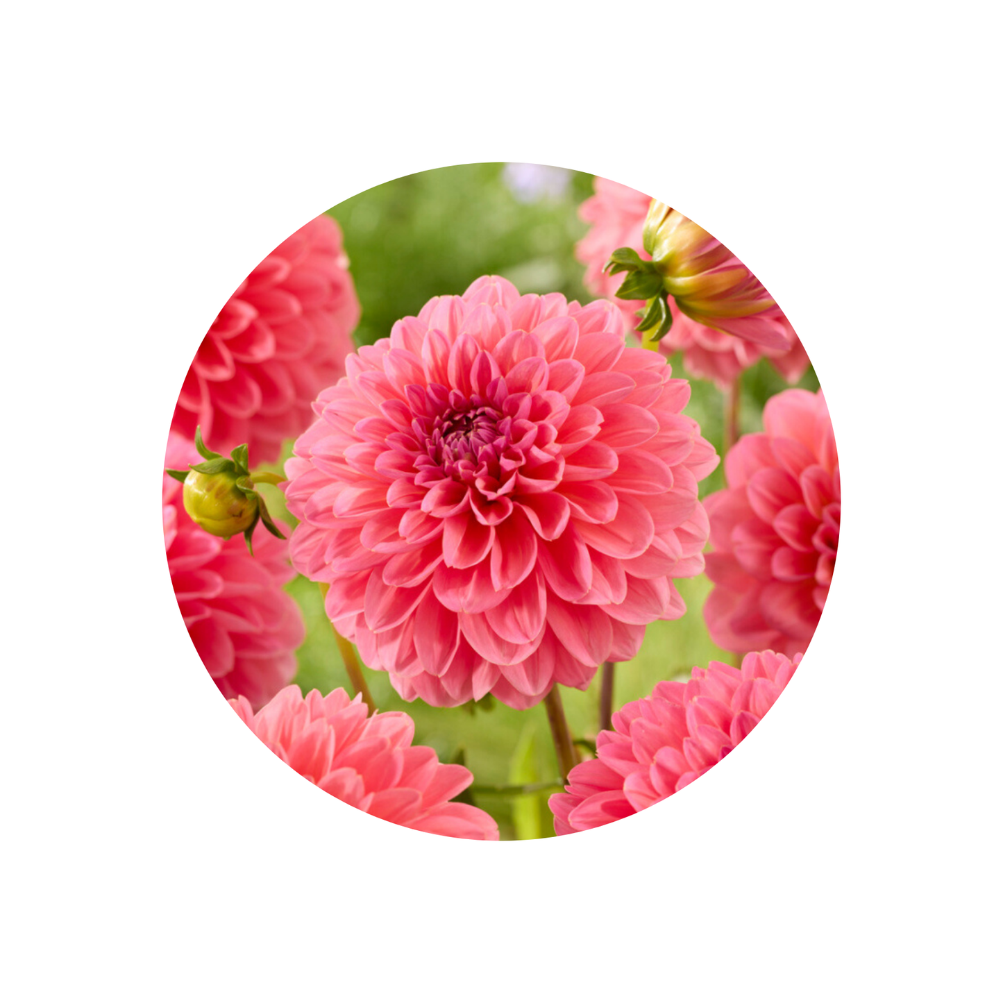 9 Dahlia Pink Runner