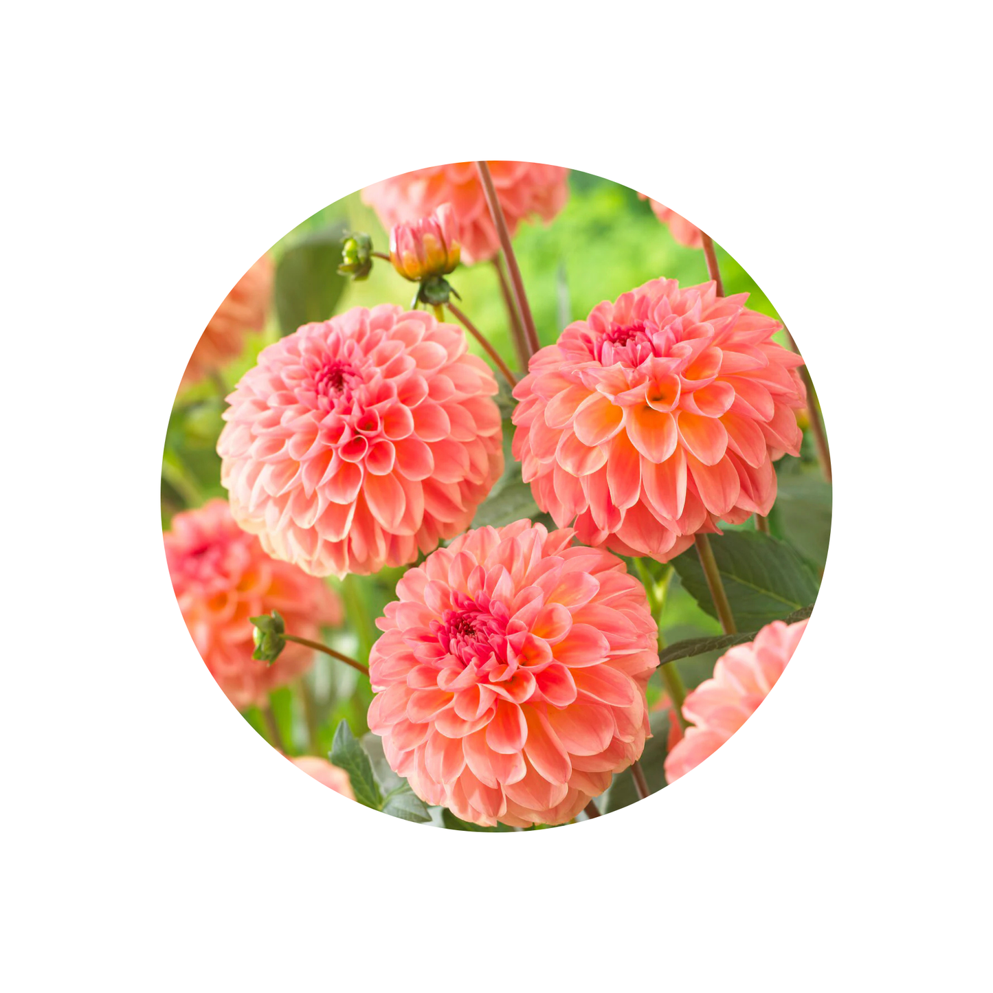 9 Dahlia ‘Sebastian’