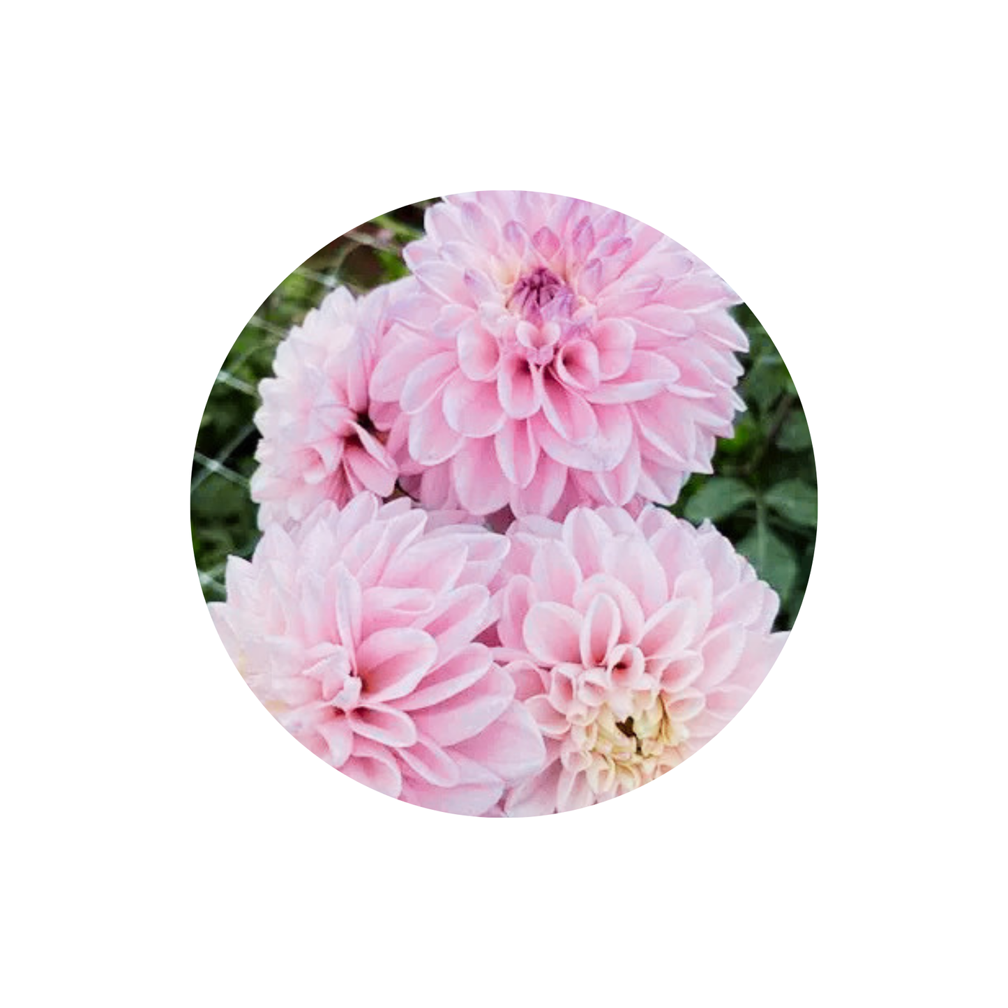 9 Dahlia Espacio