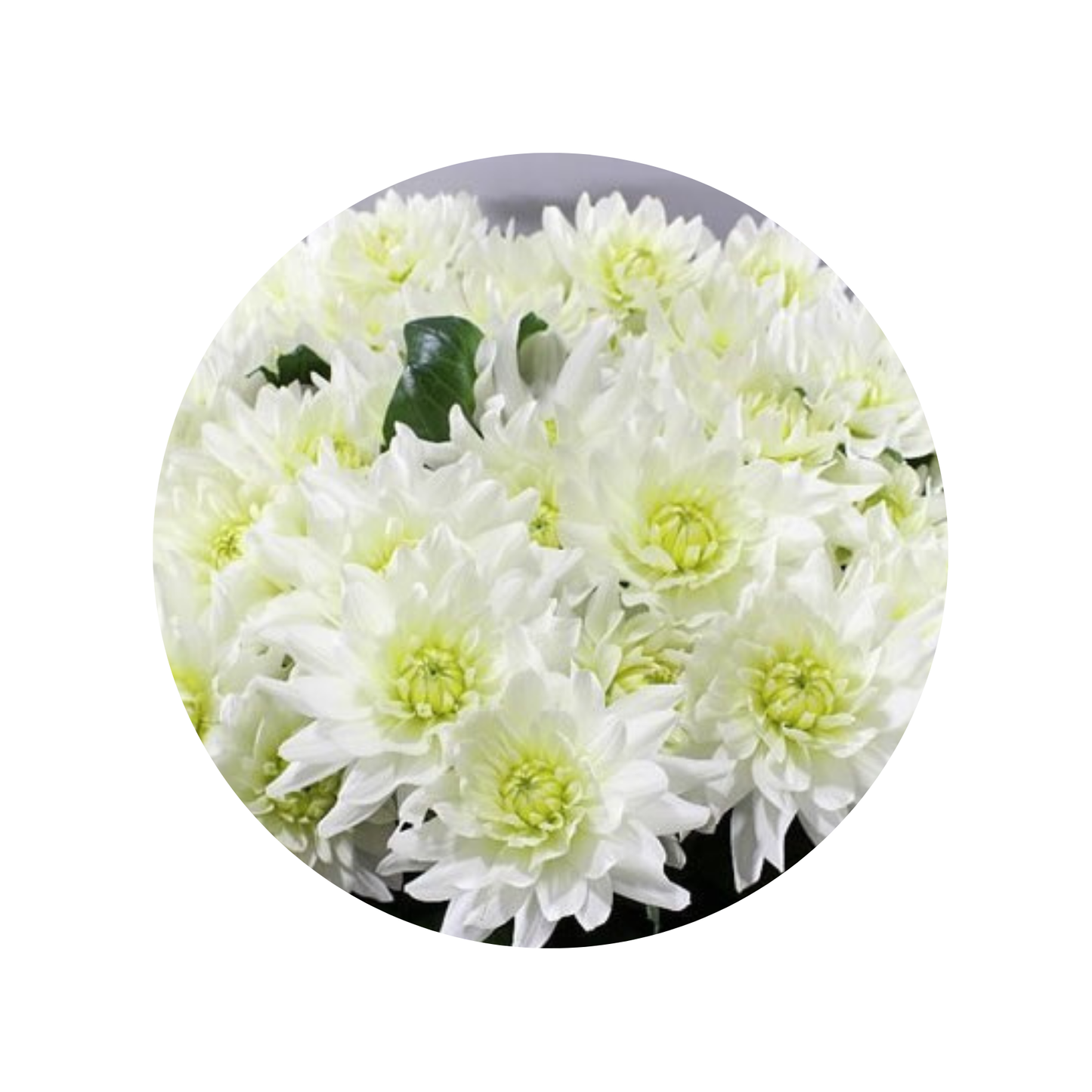 9 Dahlia Karma Maa Awaan
