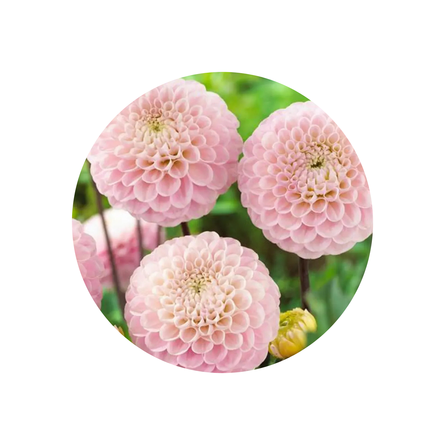 9 Dahlia Light Wizard