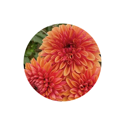 9 Dahlia Love of My Life