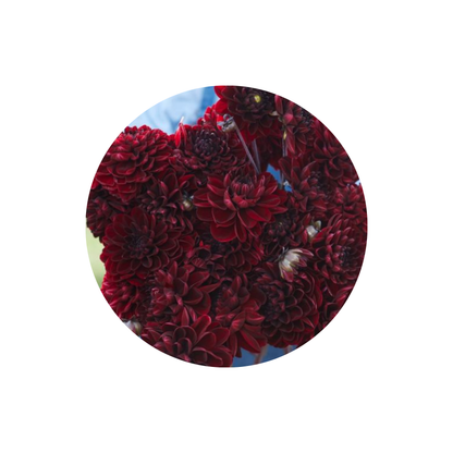 9 Dahlia Manoa