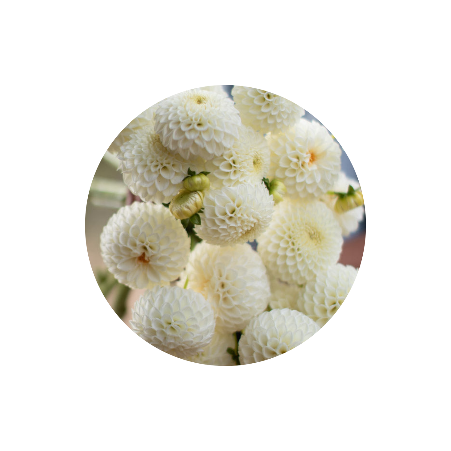 9 Dahlia Reycroft Jan