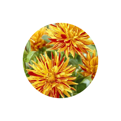 9 Dahlia Striped Vulcan’