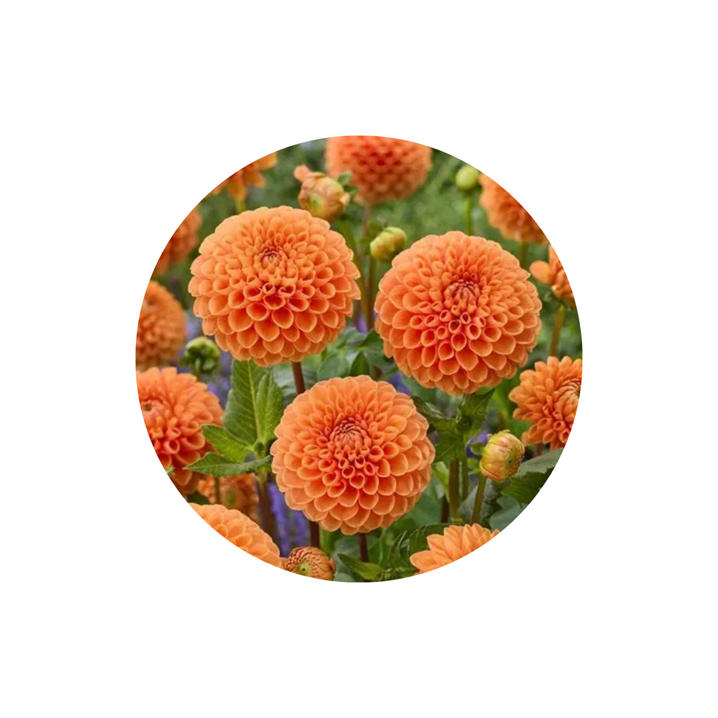 9 Dahlia Sylvia