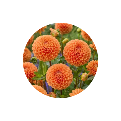 9 Dahlia Sylvia