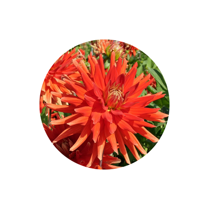 9 Dahlia Vulcan