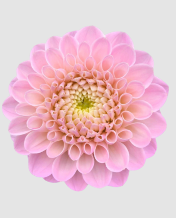9 Dahlia ‘Ball Wizz of Oz’