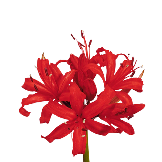 9 Nerine Lidia
