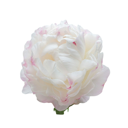 9 Peonija Gardenia