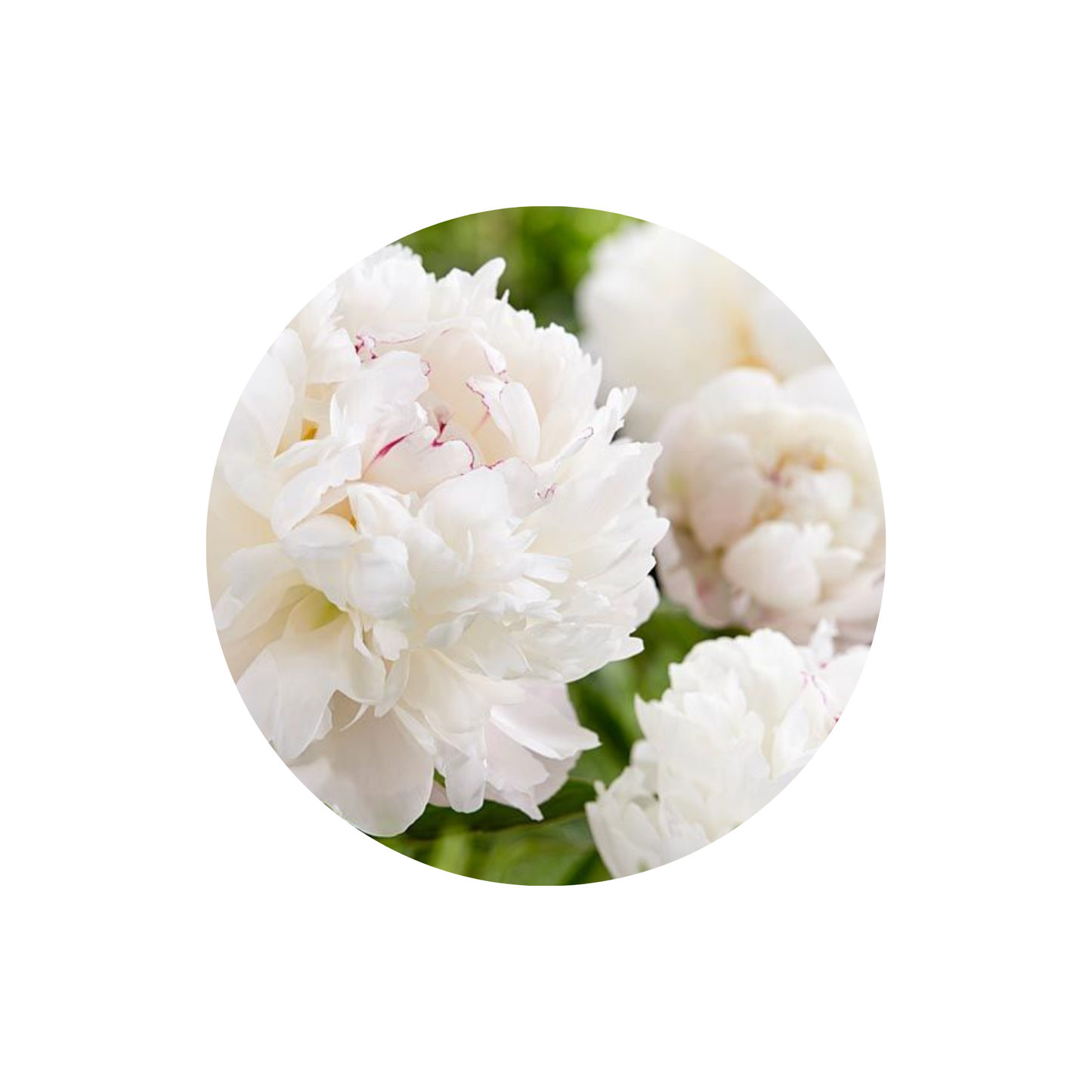 9 Peonija Gardenia