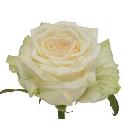 9 Roze Dolomiti