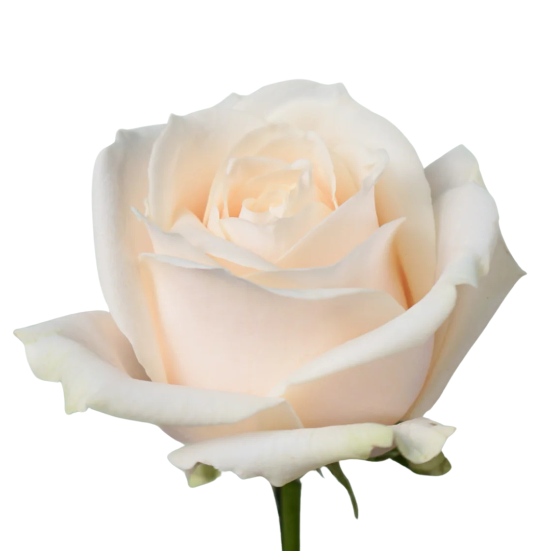 9 Roze Dolchester