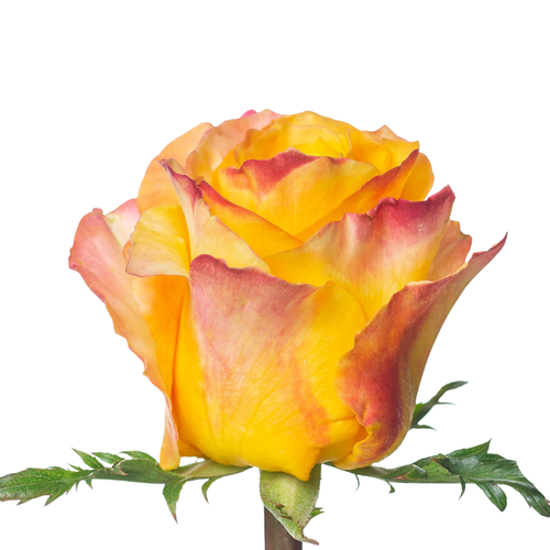 9 Roze Easy Fasion