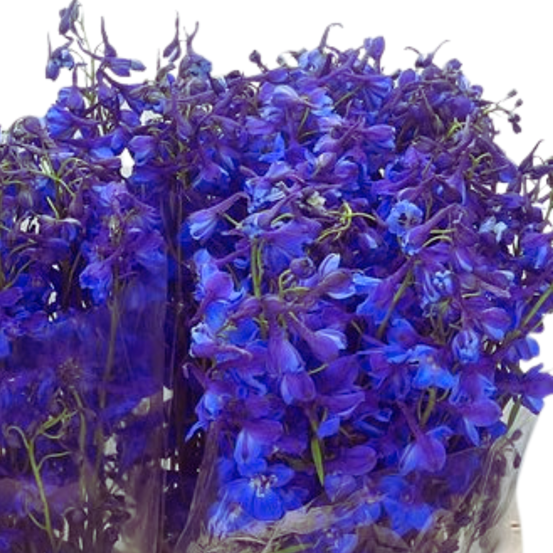 9 Delphinium Donna