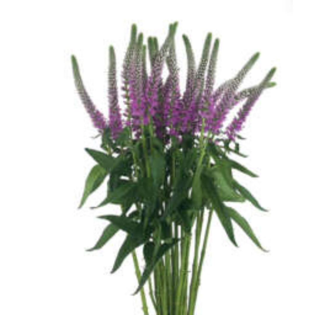 9 veronika Skyler Pink