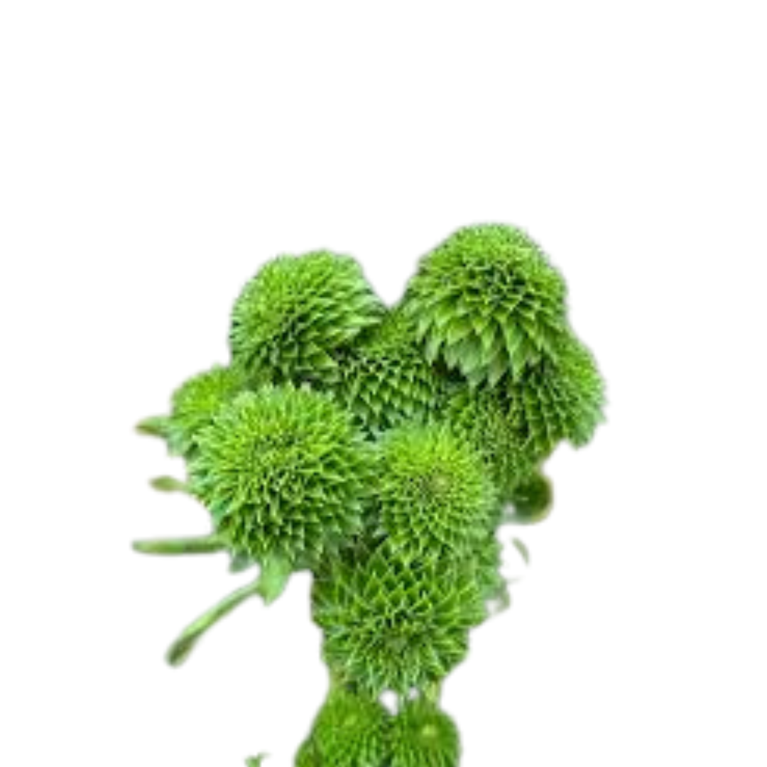 9 Carthamus Decogreen