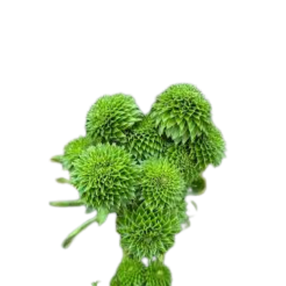 9 Carthamus Decogreen