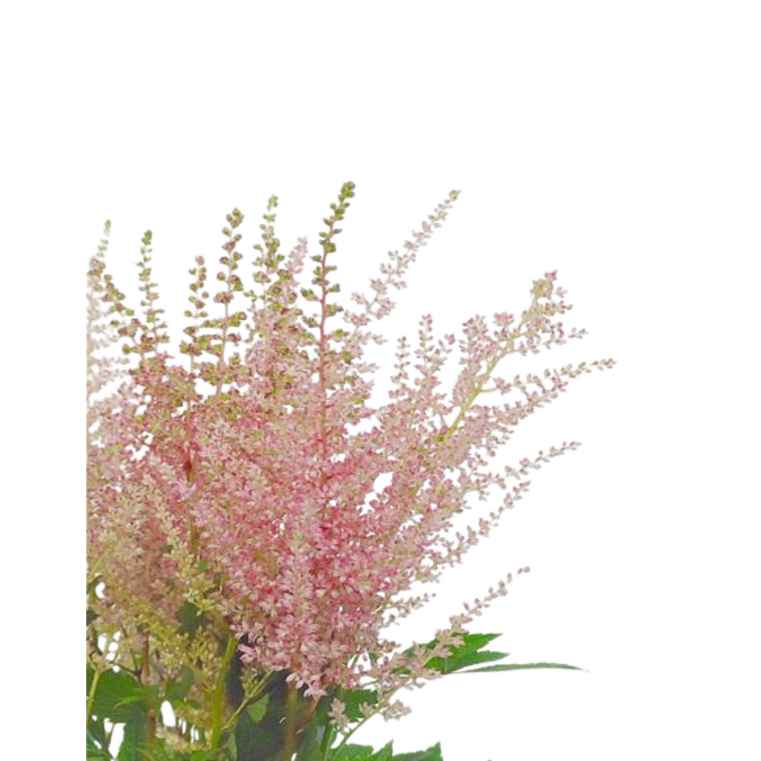 9 Astilbe Erika