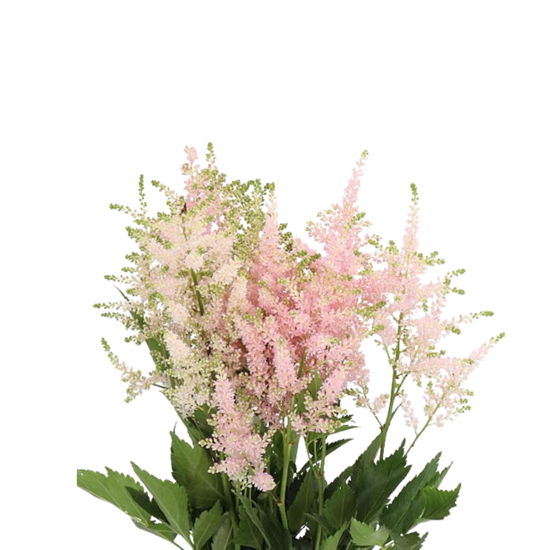 9 Astilbe Europa