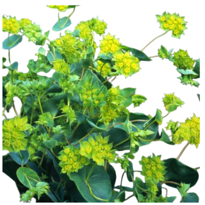 9 Bupleurum rotundifolium
