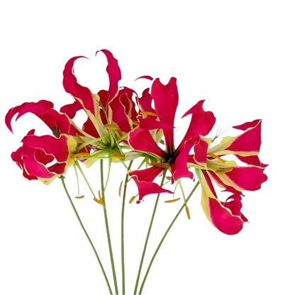 9 Gloriosa Rothsildiana