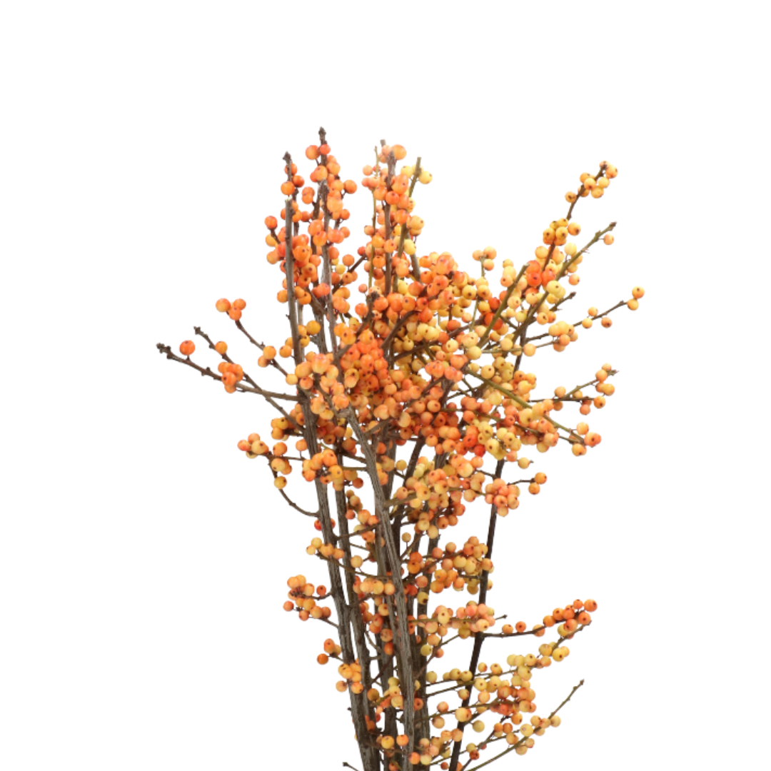 9 Ilex Magical Crest Gold