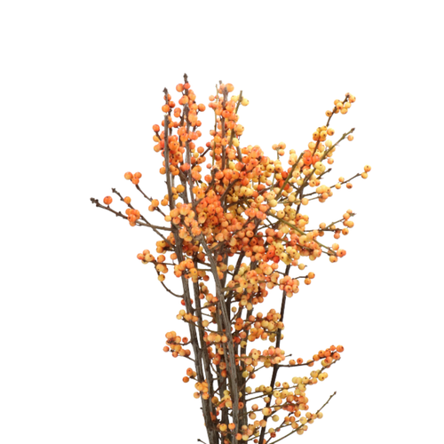 9 Ilex Magical Crest Gold