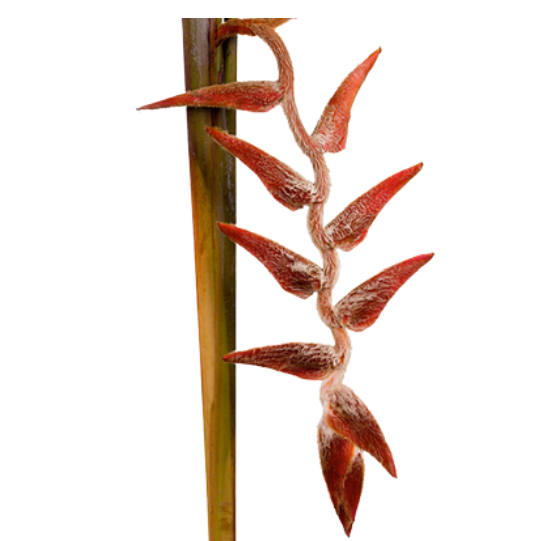 6 Helic vel she king